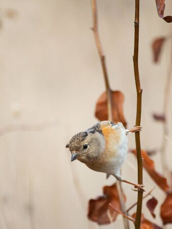 Brambling, Fringilla montifringilla, sitting on a stick on a beautiful background.の写真素材
