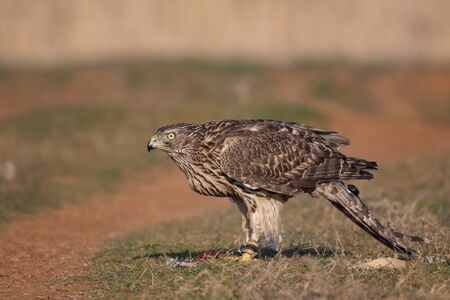 Falconry. Close-up portrait of a hawk with a telemetry transmitter. Accipiter gentilis.の写真素材