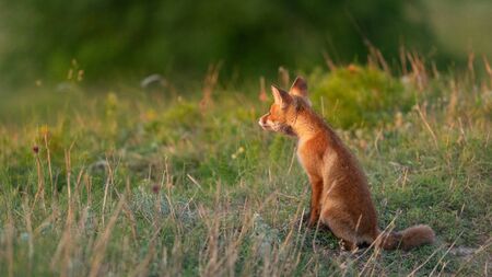 A young red Fox in a beautiful light. Vulpes vulpes.の写真素材