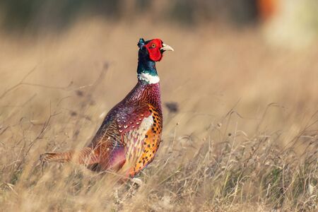 Common Pheasant male, Phasianus colchicus in natural habitat.