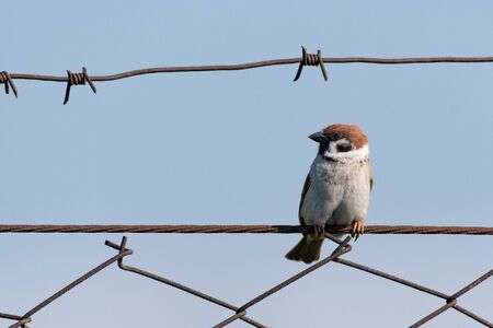 Eurasian Tree Sparrow Passer montanus, sitting on a wire fence.の写真素材