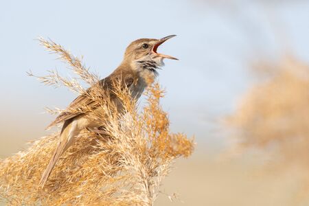 Great Reed Warbler. Singing bird in the habitat. Acrocephalus arundinaceus.の写真素材