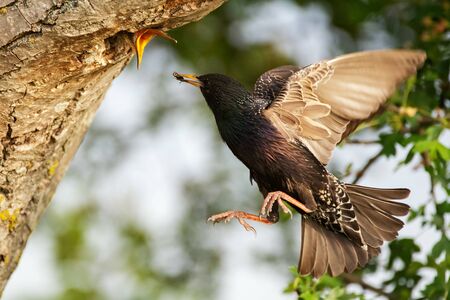 Common Starling Sturnus vulgaris flies to the nest with some insect, feeds its chick. Close up.の写真素材