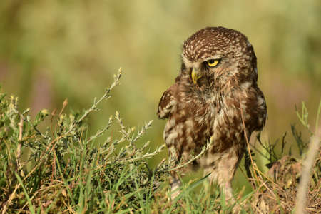 The Little Owl Athene noctua, standing in the grass. Portrait.の写真素材