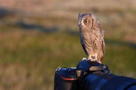 The owl is sitting on the camera. Scops Owl.の写真素材