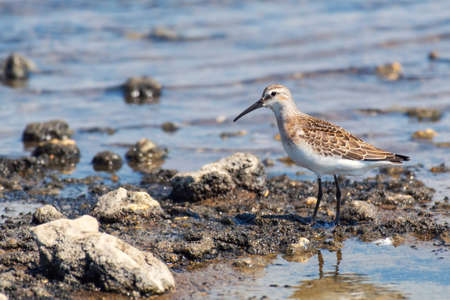 Bird sandpiper Calidris ferruginea, walk through shallow water.の写真素材