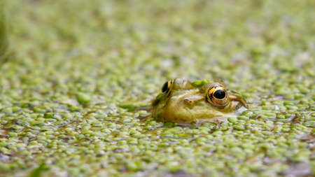 European Marsh Frog Pelophylax ridibundus, hiding in lemna. Close upの写真素材