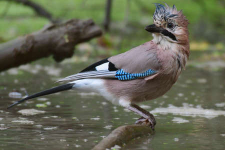 Bird common Jay Garrulus glandarius. Wet birdの写真素材
