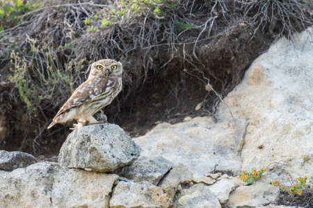 Portrait of a little owl Athene noctua, with a trapped bird in its paw.の写真素材
