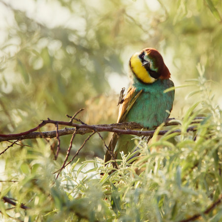 European bee-eater Merops Apiaster in natural habitat preening sitting on a stick.