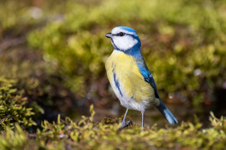 Blue tit on a mossy ground. Cyanistes caeruleus.の写真素材