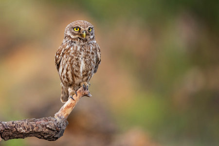 Little owl Athene noctua on a beautiful background.の写真素材