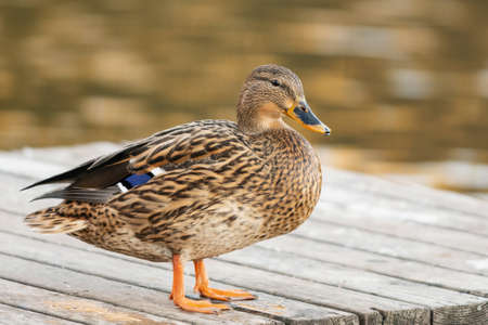 Close-up of a Mallard or Wild Duck Anas platyrhynchos.の写真素材