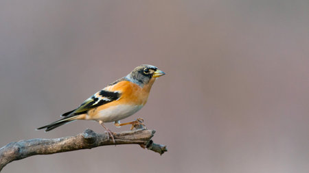 Brambling fringilla montifringilla sits on a beautiful branch.の写真素材