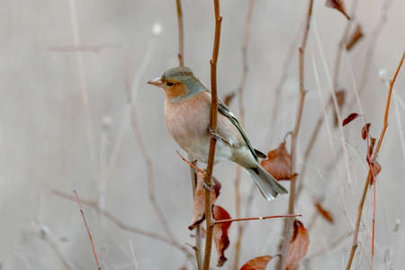 Chaffinch Fringilla coelebs sits on a beautiful branch.