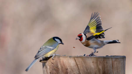 goldfinch, carduelis carduelis on the bird feeder.の写真素材