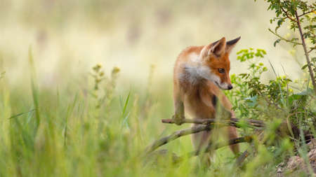 Red young fox cub. Vulpes vulpes.の写真素材