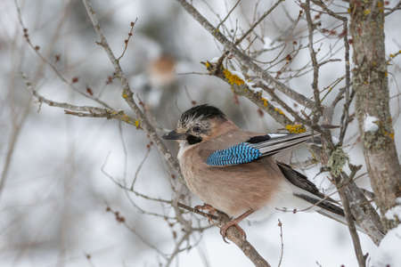 Eurasian jay Garrulus glandarius sits on a tree branch in the winter forest.の写真素材