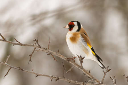 Goldfinch Carduelis carduelis, sitting on a branch.