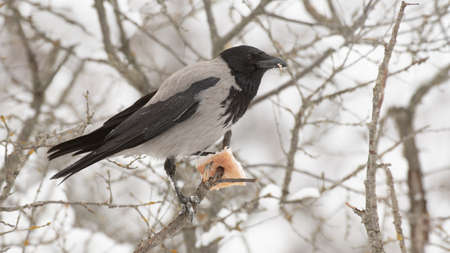 Hooded Crow Corvus cornix in the winter forest.の写真素材