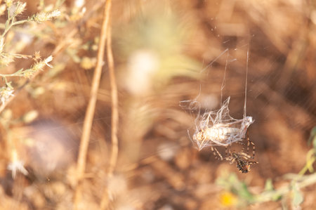 The spider caught its prey in its web.の写真素材