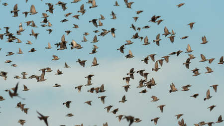A flock of starling birds in flight against the sky.