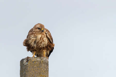 Bird Common buzzard sits on a post. Buteo buteo.