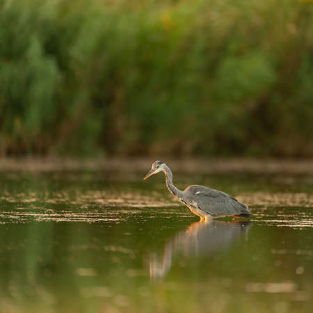 Gray Heron in the habitat. Ardea cinerea.の写真素材