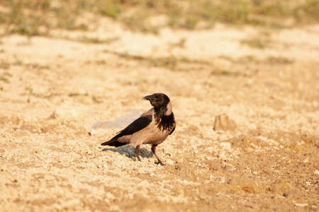 Gray crow on the riverbank. Corvus cornix.