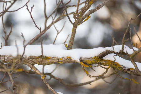 Snow tree branch in winter. Close up.の写真素材