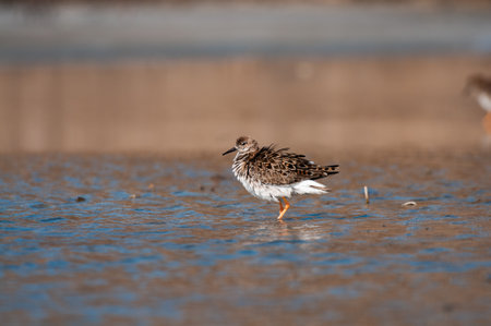 Sandpiper, Calidris minutilla, single bird standing in shallow water.