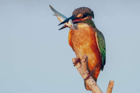 Bird kingfisher Alcedo atthis sitting on a stick with a fish in its beak.の写真素材