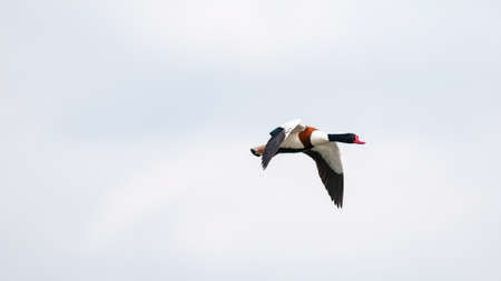 Shelduck, Tadorna tadorna, in flight against the sky.