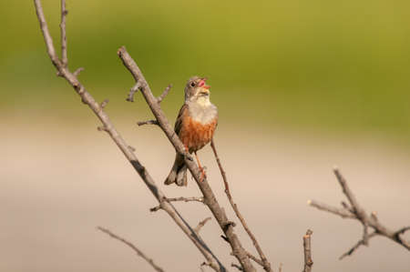 Singing Ortolan Bunting on branch Emberiza hortulana.