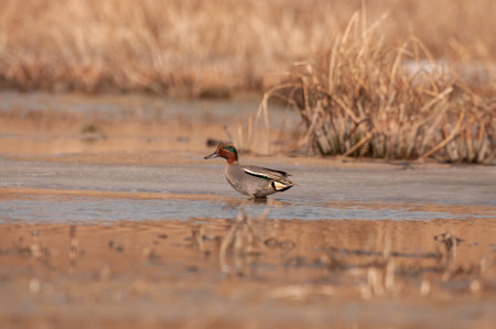 Common Teal or Eurasian Teal. Anas crecca.の写真素材