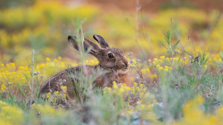A European hare hides in the grass. Lepus europaeus.