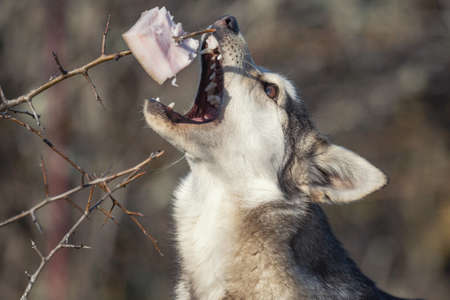 Stray dog steals a piece of lard.の写真素材