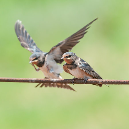 Barn swallow hirundo rustica, chicks sit on a wire.の写真素材