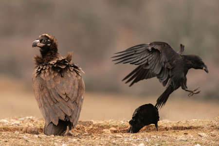 Cinereous vulture Aegypius monachus and the Raven Corvus corax in wild.