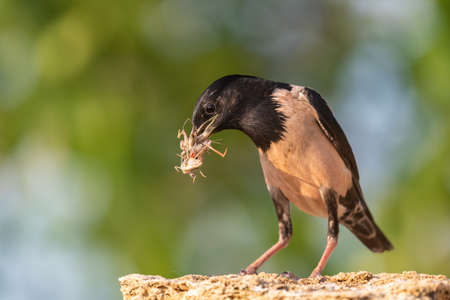 Rosy Starling Sturnus roseus, sitting with insects in its beak.の写真素材