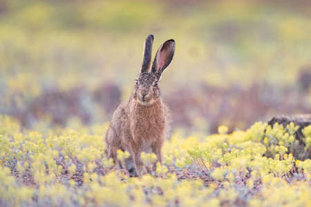 European hare stands in the grass. Lepus europaeus.