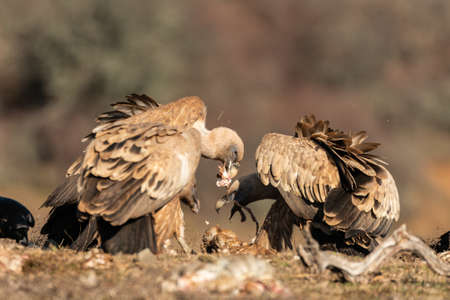 Griffon vulture Gyps fulvus birds feed in the habitat.の写真素材