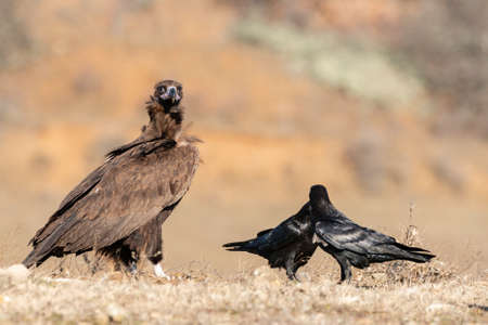 A Cinereous vulture Aegypius monachus in wild.の写真素材