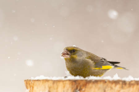 Bird Greenfinch Carduelis chloris perched on stump winter time, snow.の写真素材