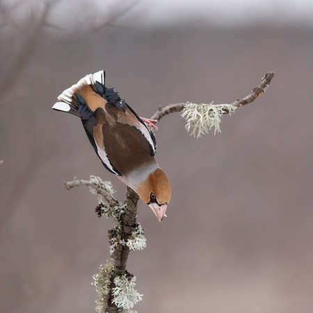 Hawfinch Coccothraustes coccothraustes. A bird sits on a stick in a winter forest.