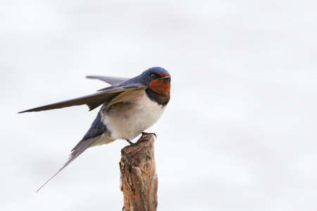 Barn Swallow Hirundo rustica with open wings.の写真素材