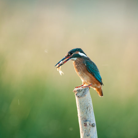 Bird kingfisher Alcedo atthis sitting on a stick with a fish in its beak.の写真素材