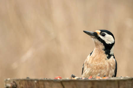 Adult of Great spotted woodpecker. Dendrocopos major.の写真素材