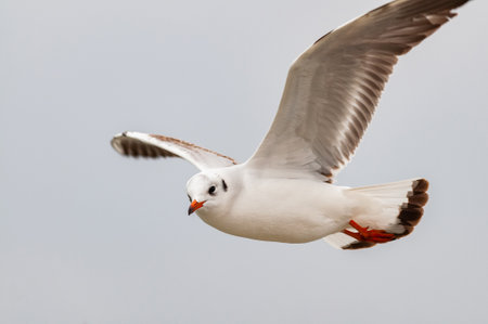 Close-up of the black-headed gull Chroicocephalus ridibundus in flight during the winter season.