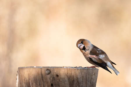 Hawfinch Coccothraustes coccothraustes. A bird sits on a stump.の写真素材